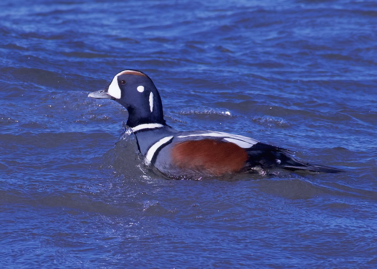 Harlequin Duck - ML610487977