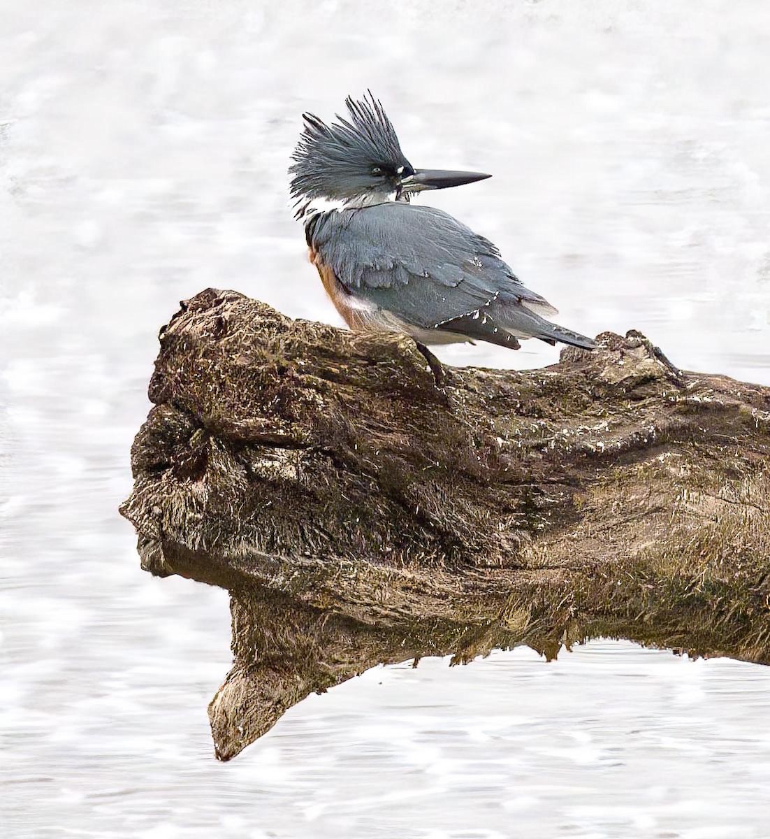 Belted Kingfisher - ML610488000