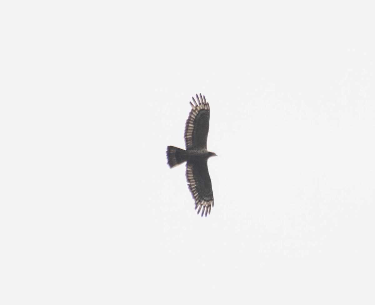 Oriental Honey-buzzard - ML610488003