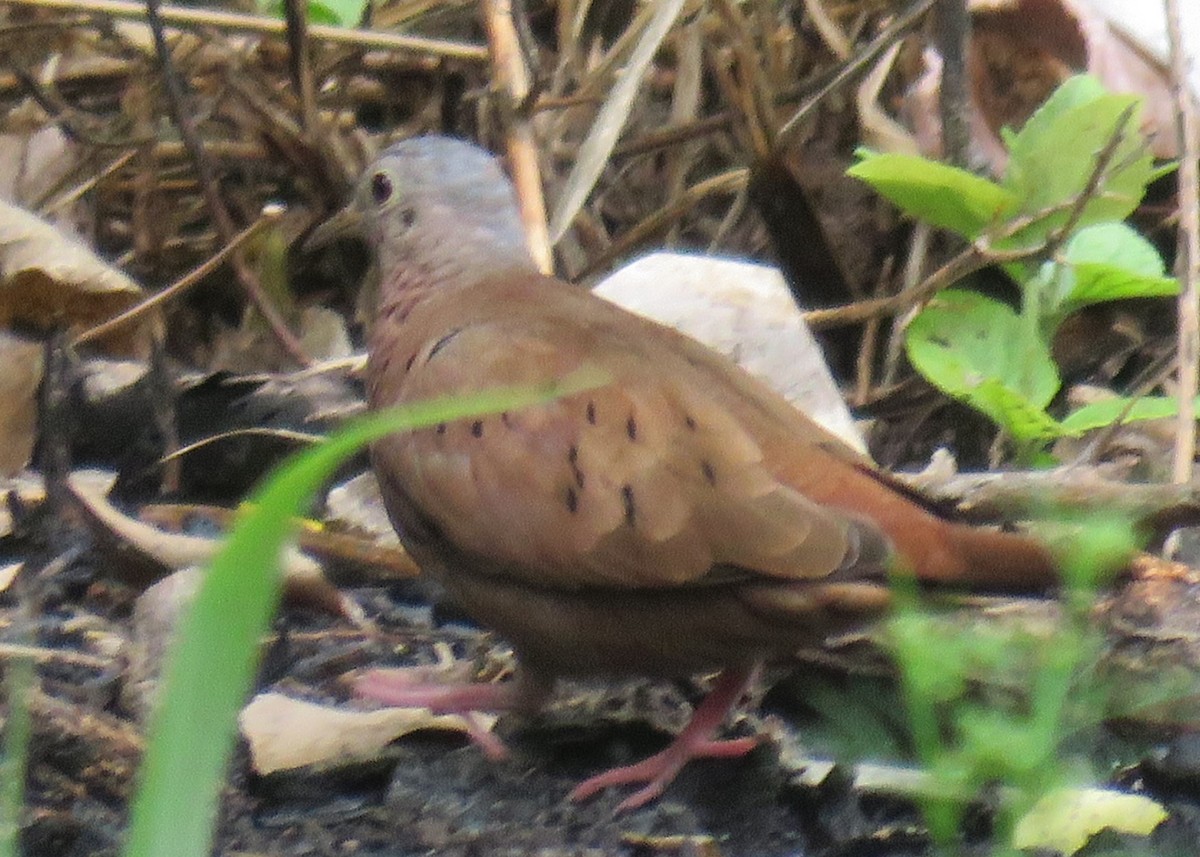 Ruddy Ground Dove - ML610488018