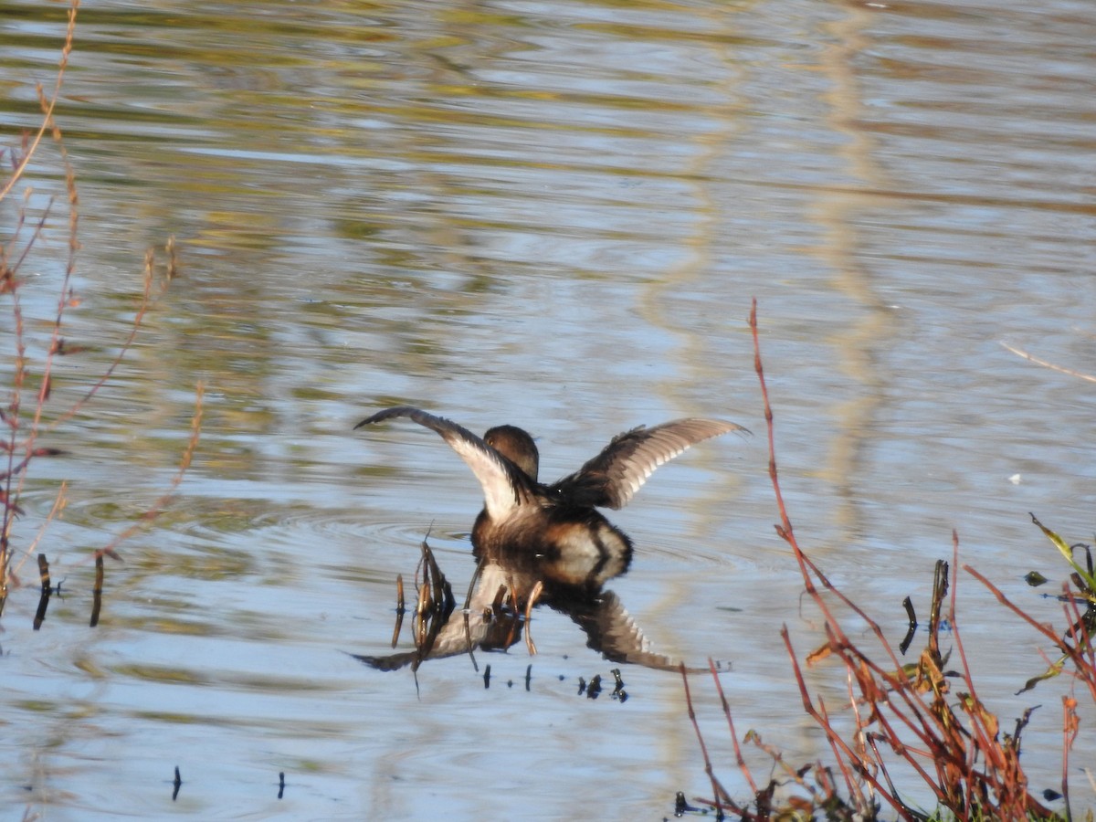 Pied-billed Grebe - ML610488023