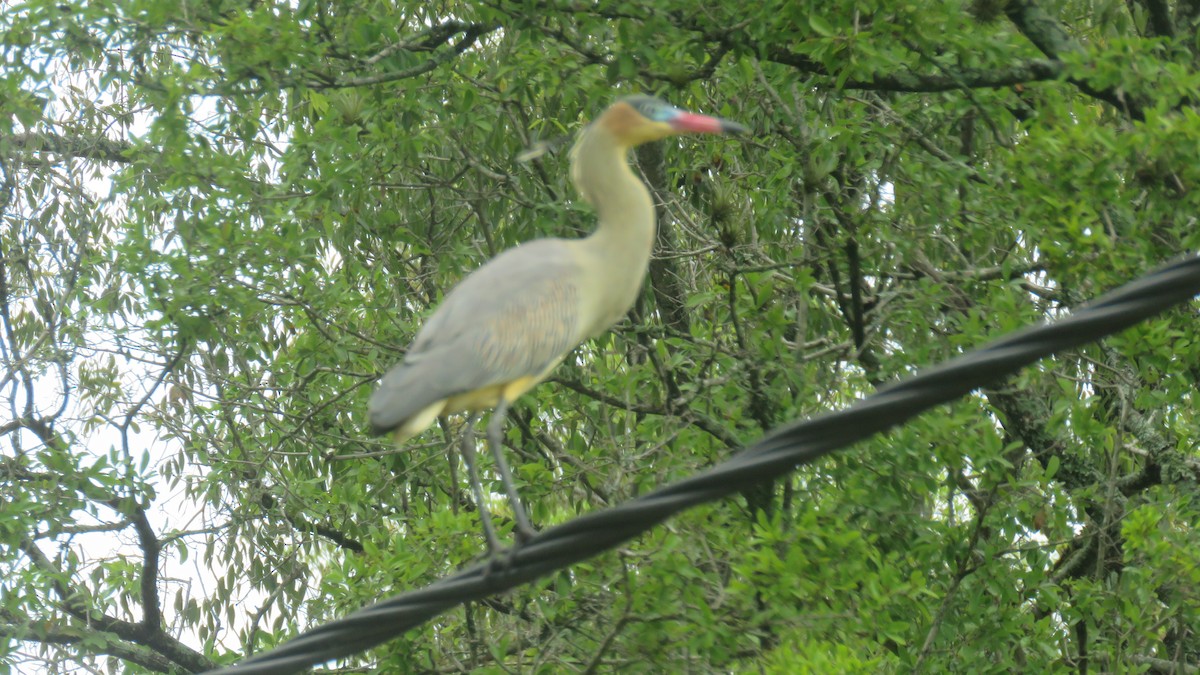 Whistling Heron - ML610488033