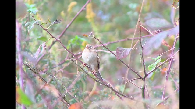 Field Sparrow - ML610488058