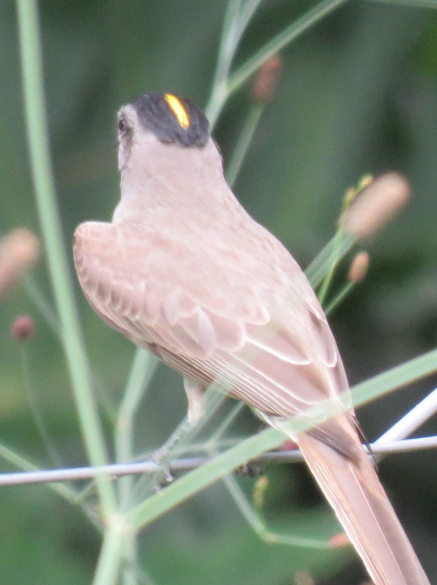 Crowned Slaty Flycatcher - ML610488069