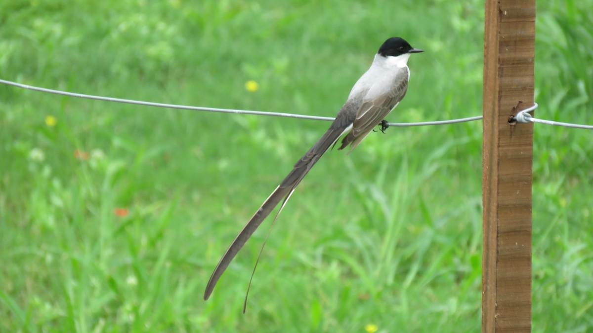 Fork-tailed Flycatcher - Anonymous