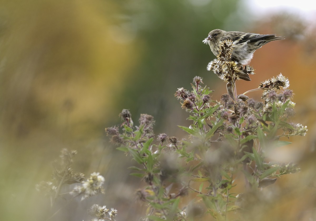 Pine Siskin - ML610488085