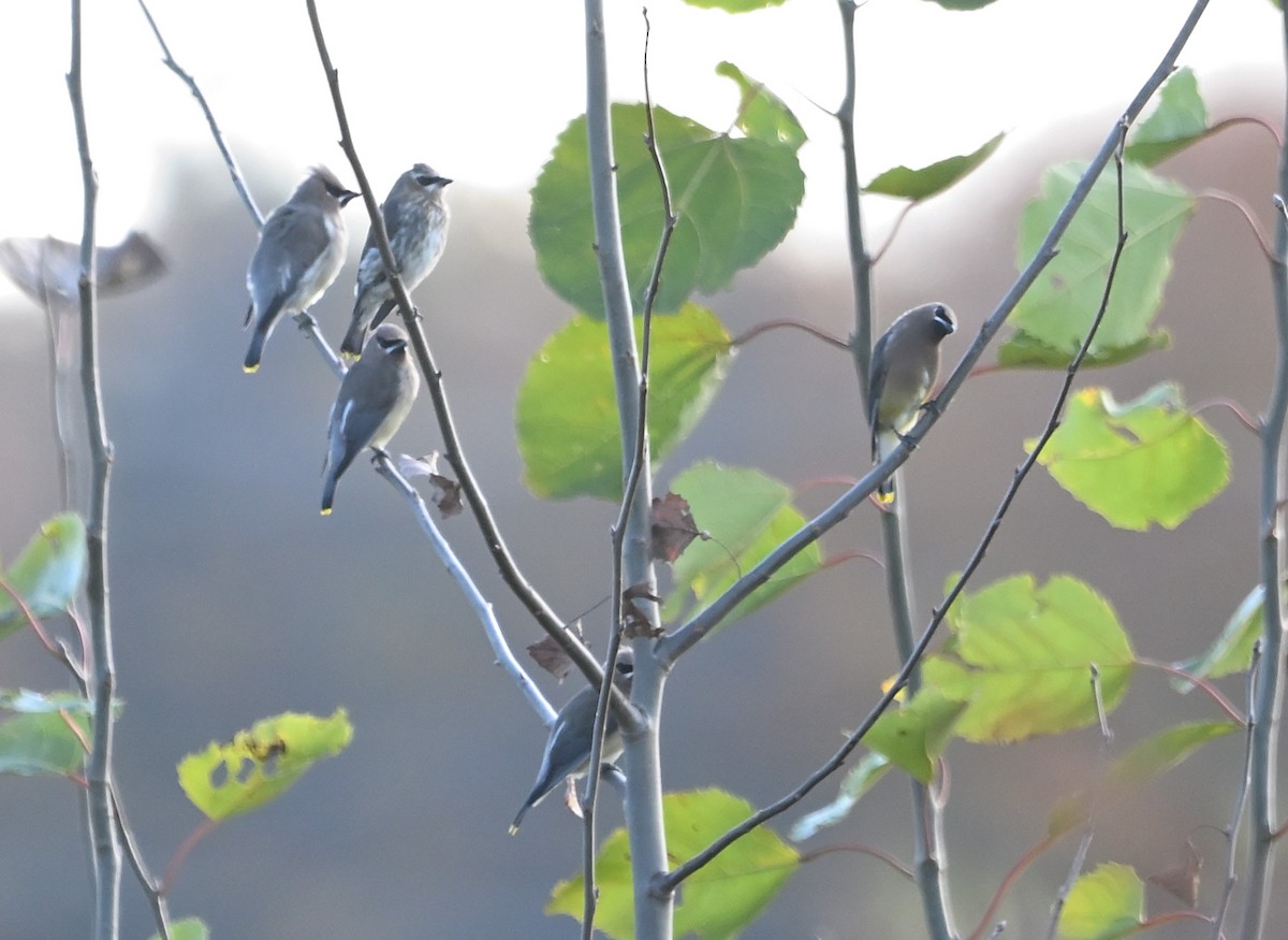 Cedar Waxwing - ML610488086