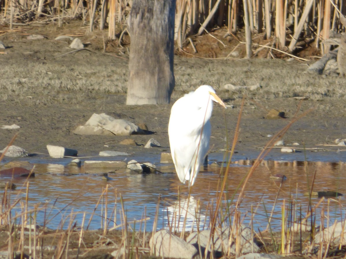 Great Egret - ML610488239