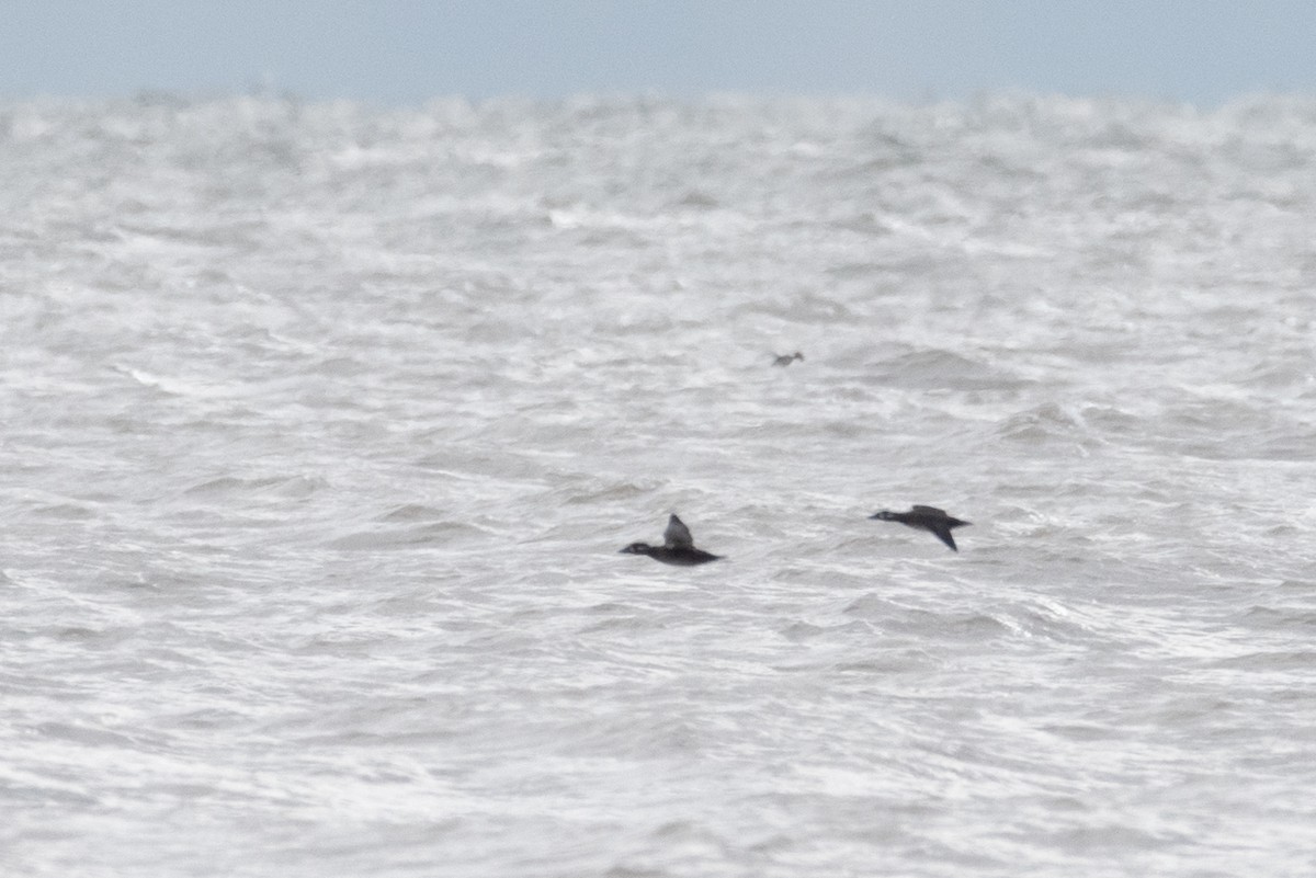 Surf Scoter - ML610488294