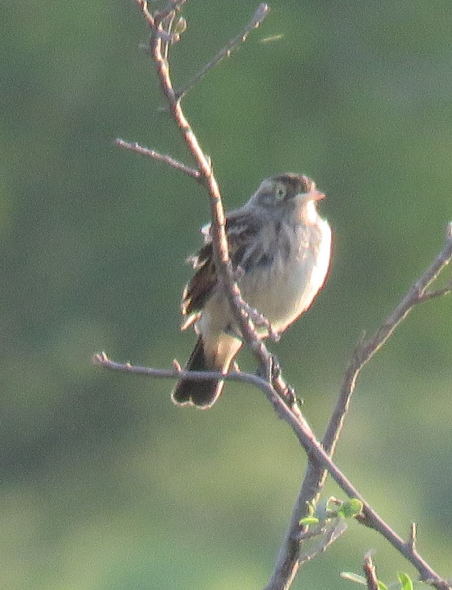 Spectacled Tyrant - ML610488306