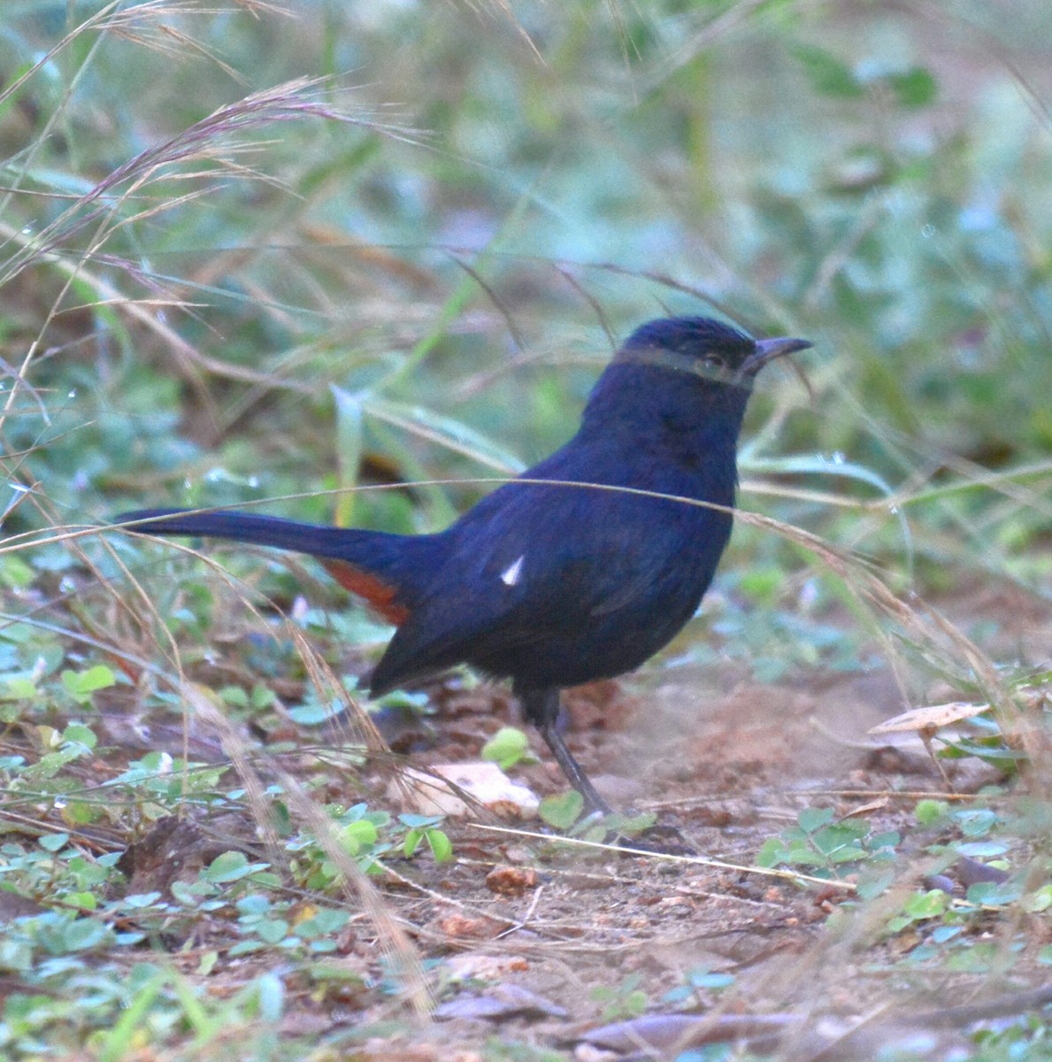 Indian Robin - ML61048831