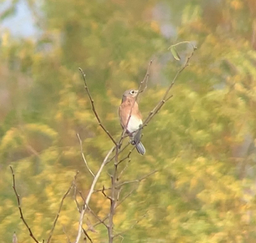 Eastern Bluebird - ML610488342