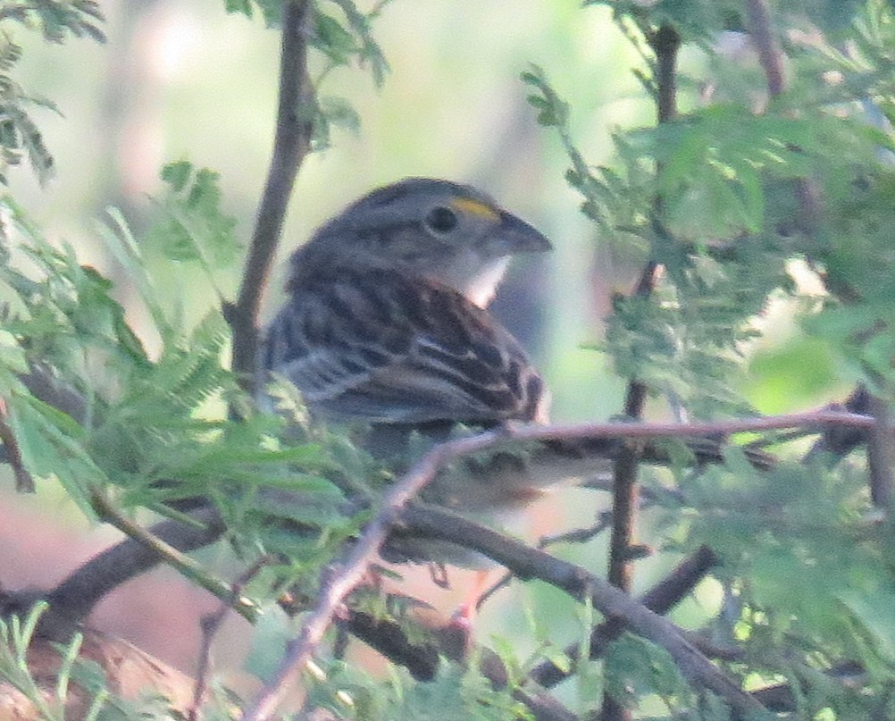 Grassland Sparrow - Anonymous