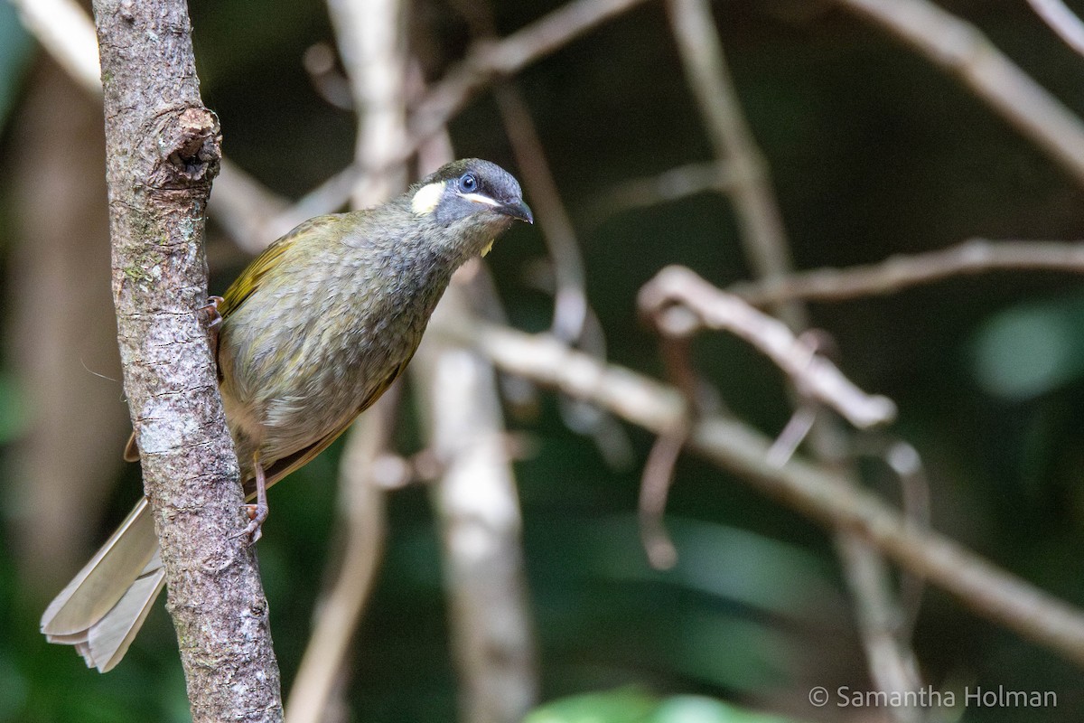 Lewin's Honeyeater - ML610488528