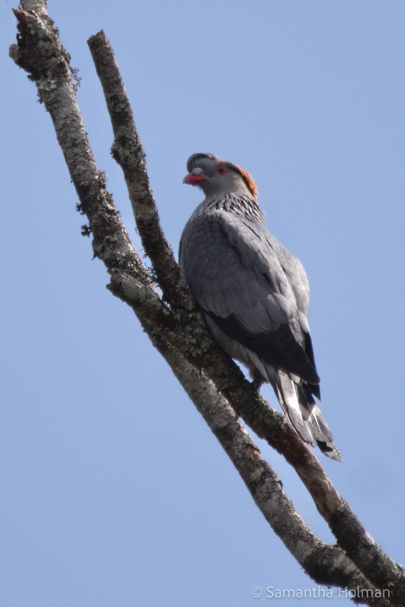 Paloma Bicrestada - ML610488540