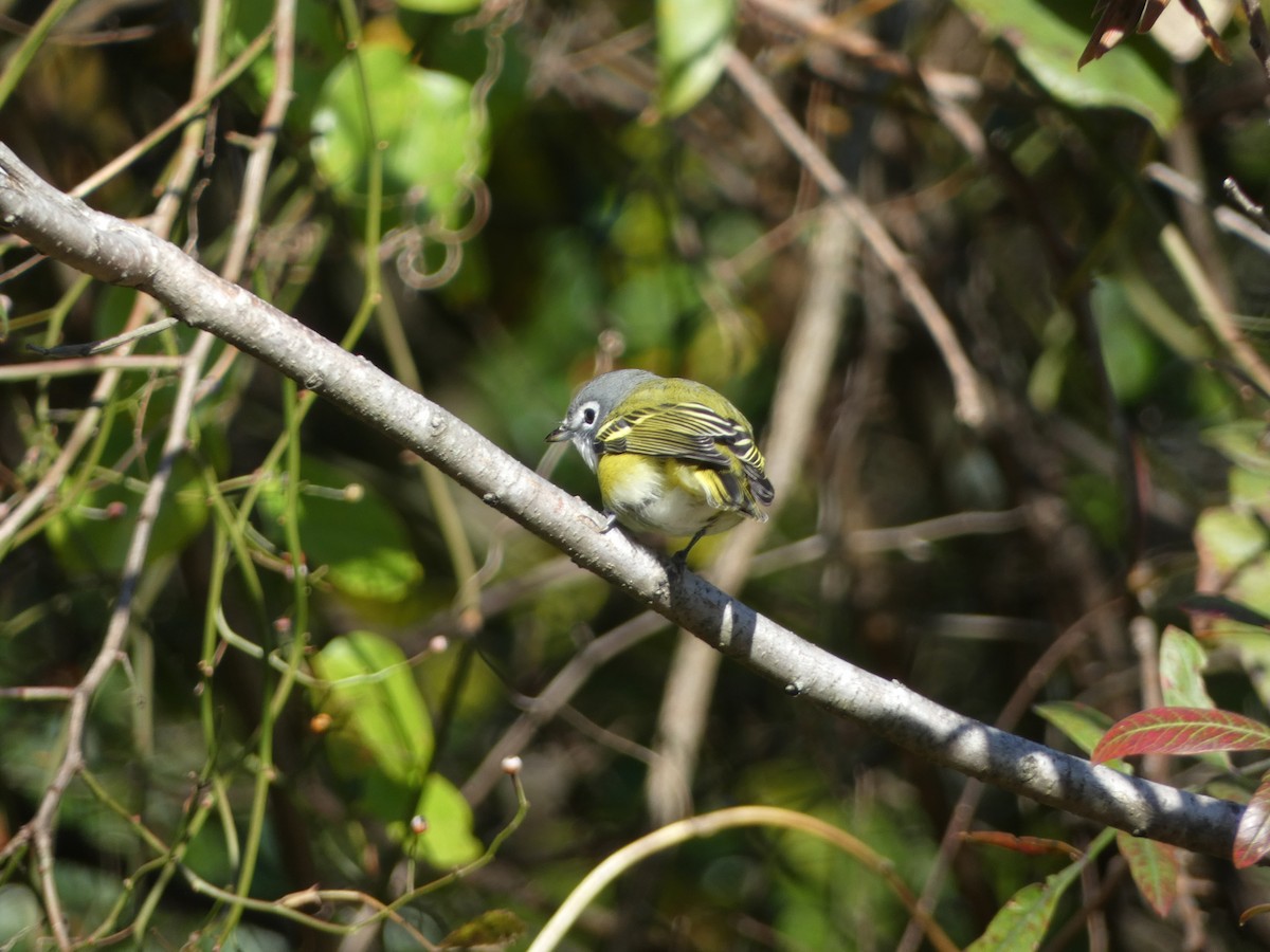 Mavi Başlı Vireo - ML610488604