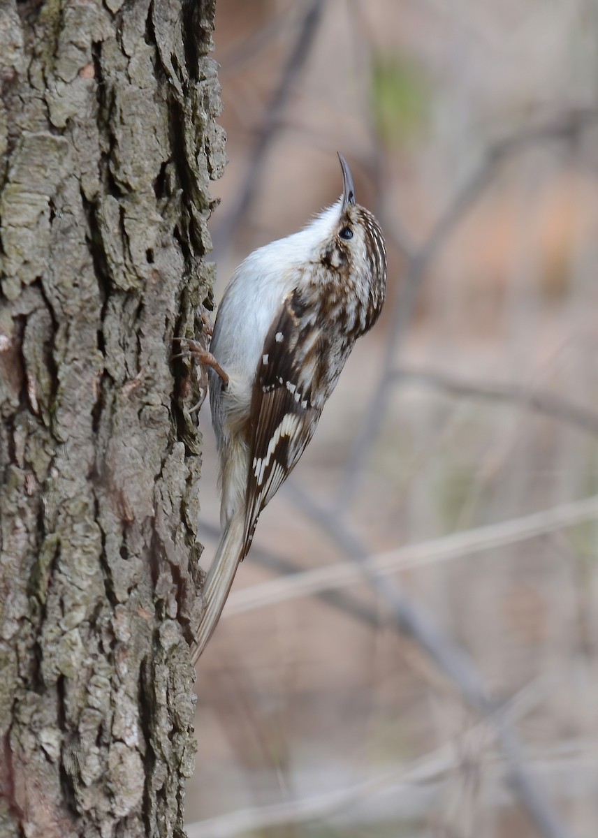 Brown Creeper - ML610488633