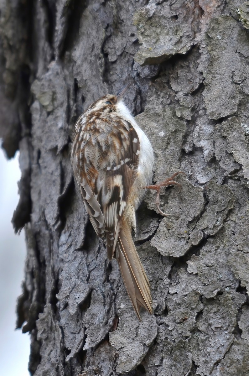 Brown Creeper - ML610488634