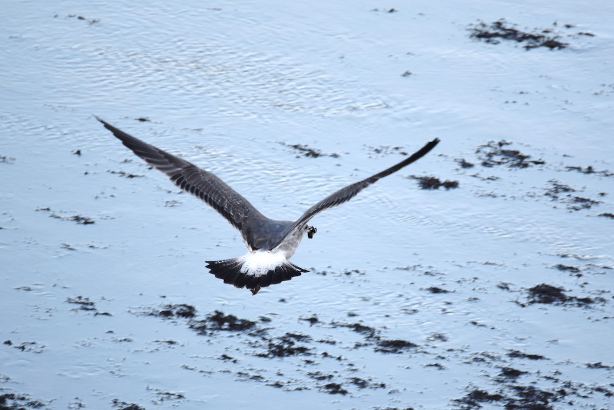 Lesser Black-backed Gull - ML610488644