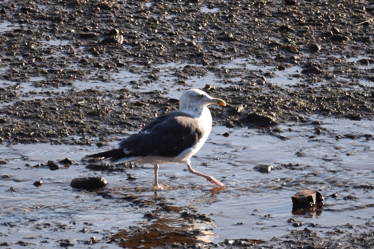 Lesser Black-backed Gull - ML610488645