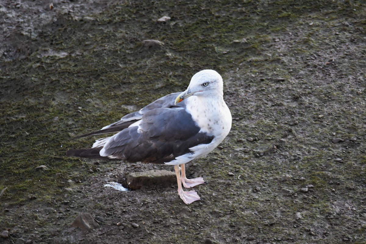 Lesser Black-backed Gull - ML610488646