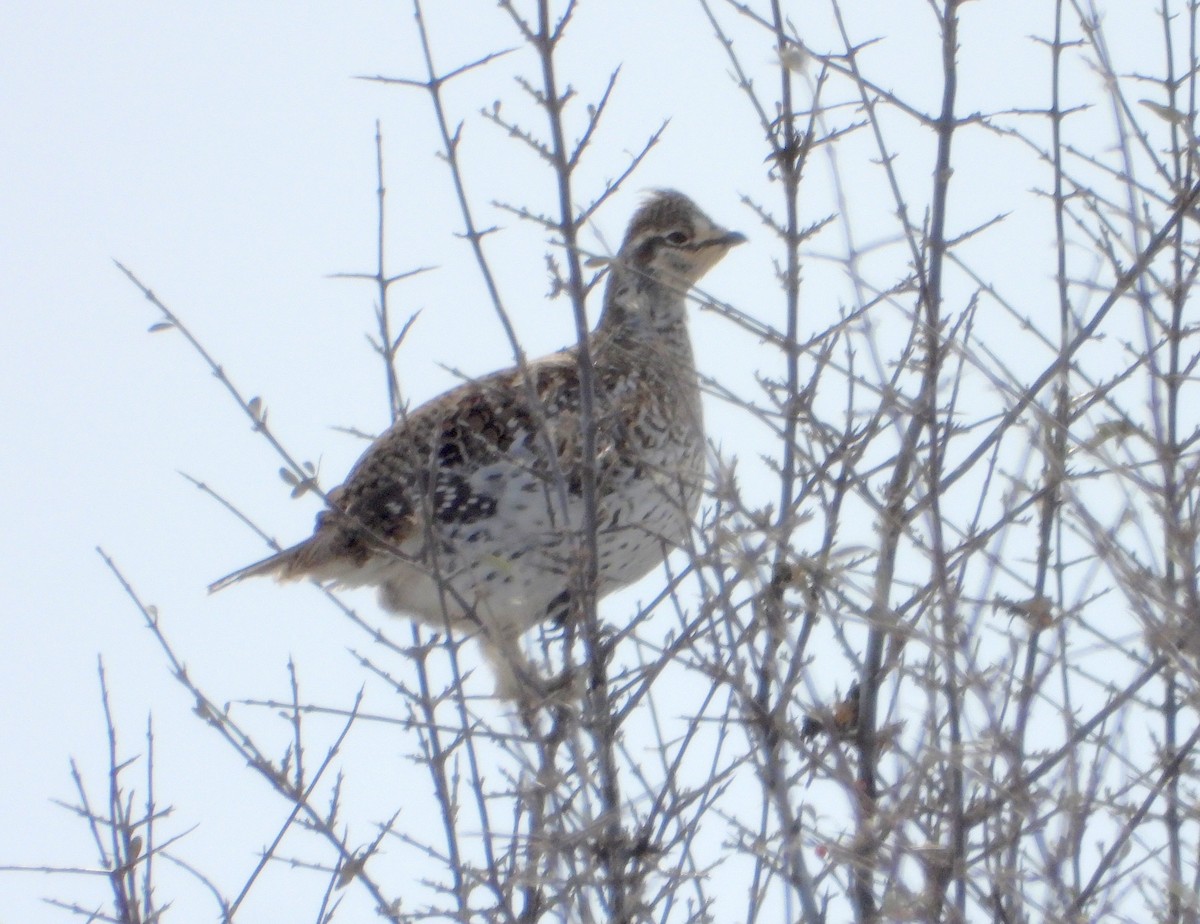 Sharp-tailed Grouse - ML610488648