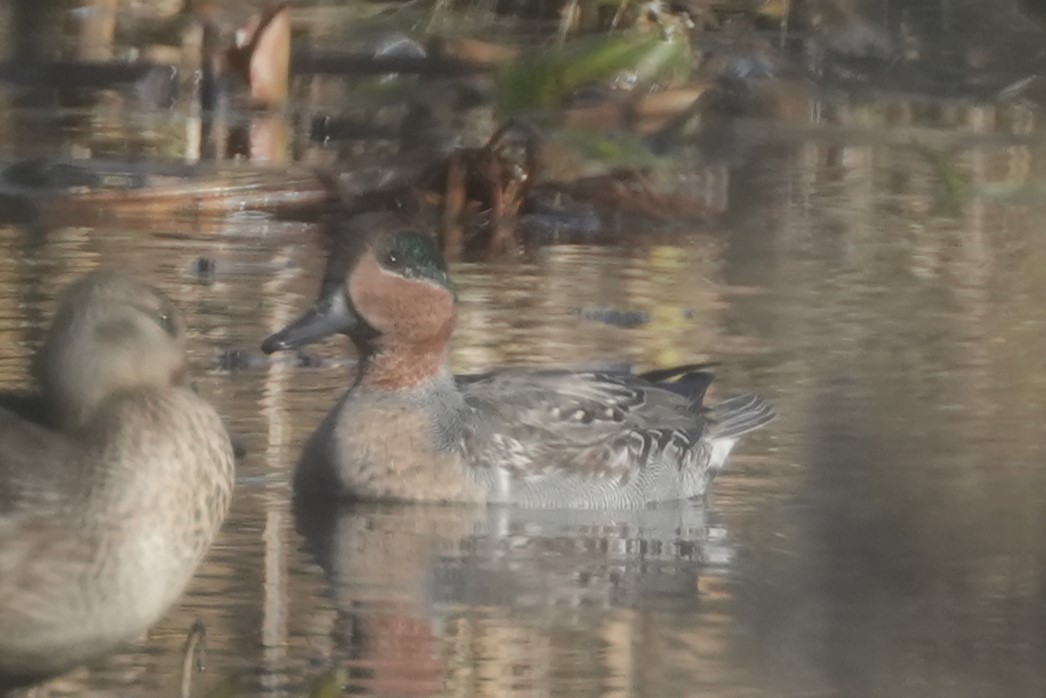 Green-winged Teal - ML610488703