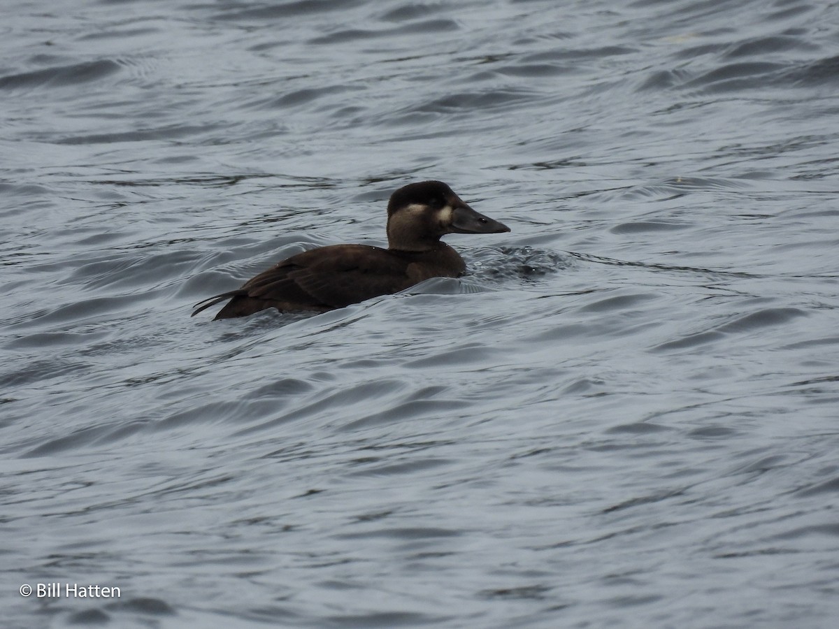 Surf Scoter - Bill Hatten