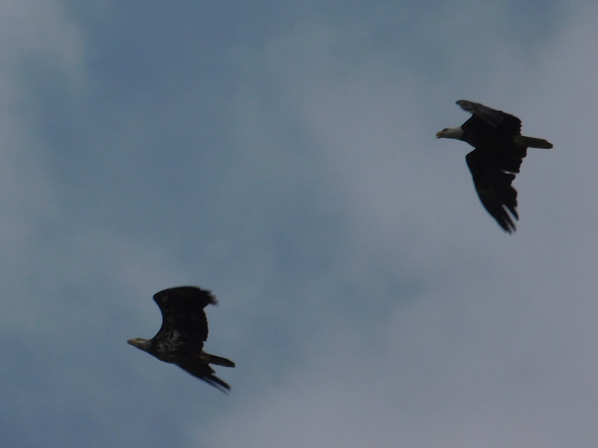 Bald Eagle - ML610488808