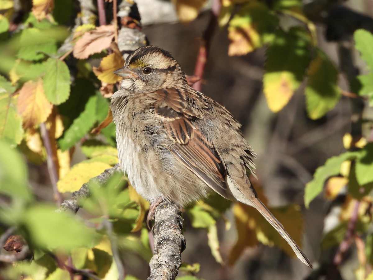 White-throated Sparrow - ML610489002