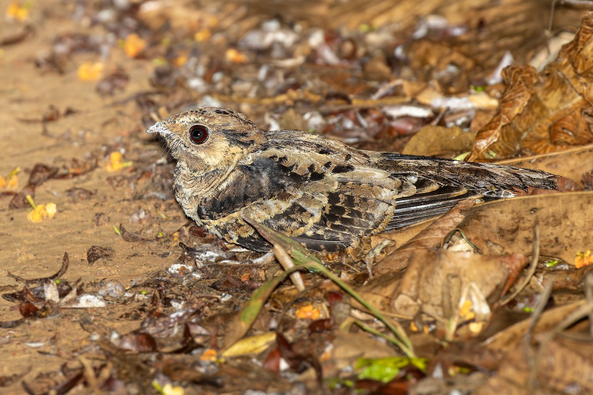 Silky-tailed Nightjar - ML610489169