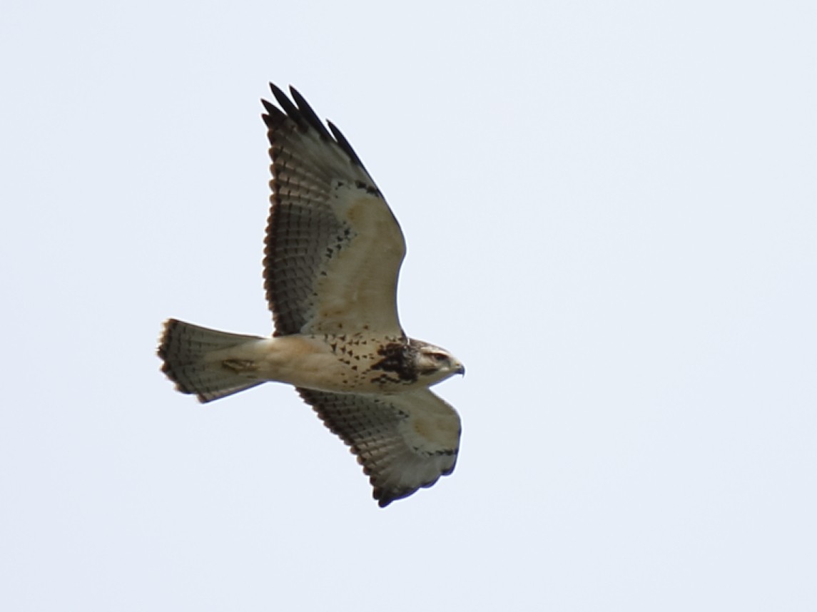 Swainson's Hawk - ML610489239