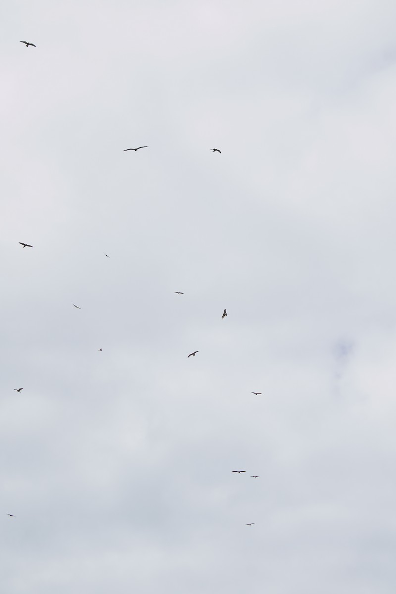 Swainson's Hawk - ML610489241