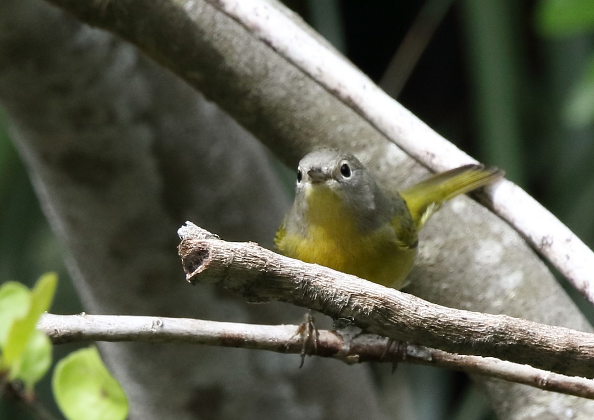 Nashville Warbler - ML610489260