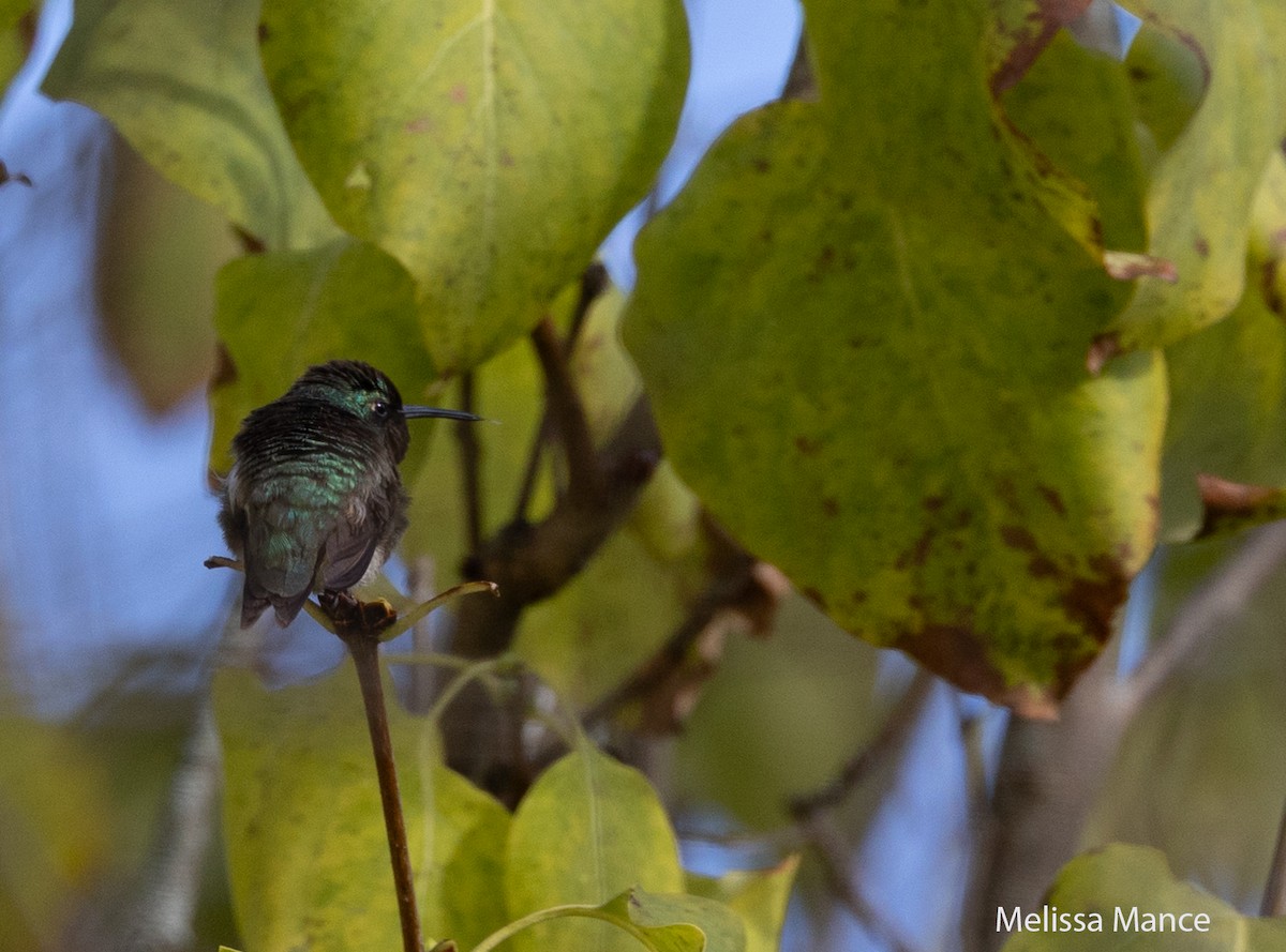 Ruby-throated Hummingbird - ML610489297