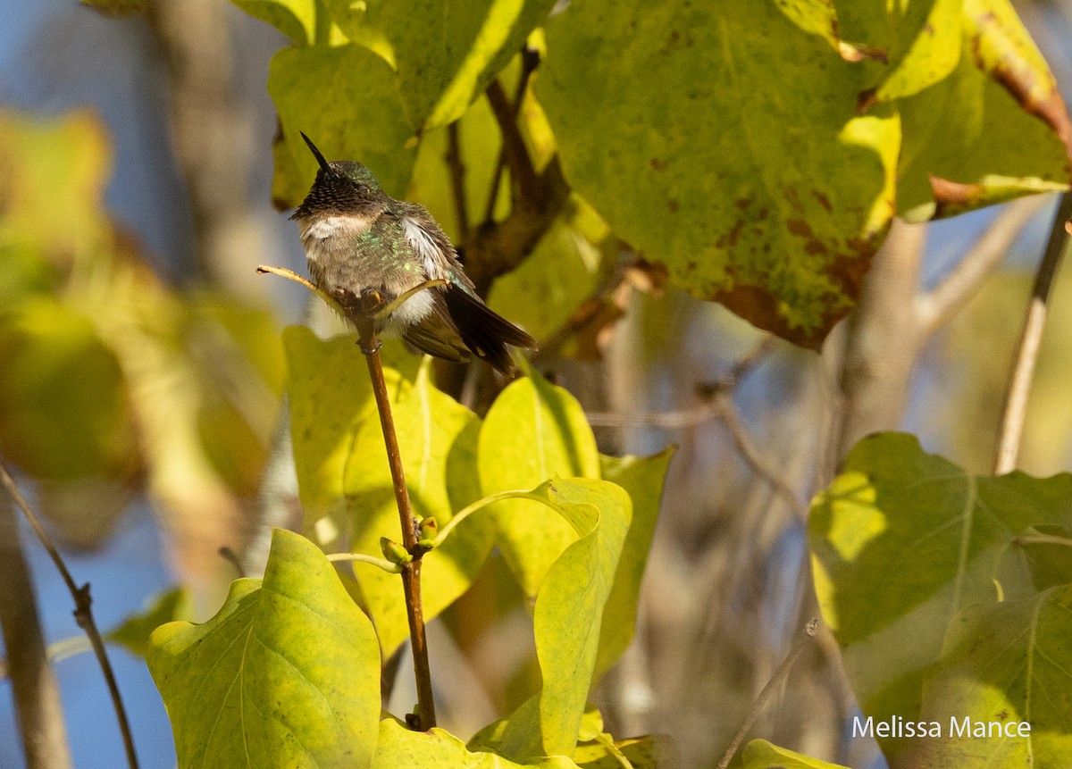 Ruby-throated Hummingbird - ML610489300