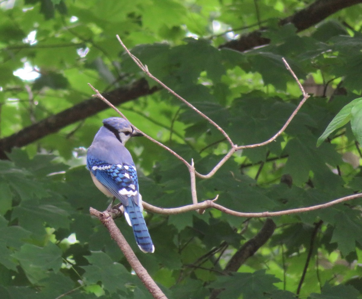 Blue Jay - ML610489303