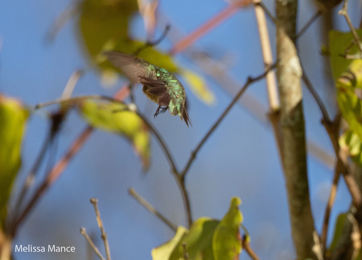 Ruby-throated Hummingbird - ML610489312