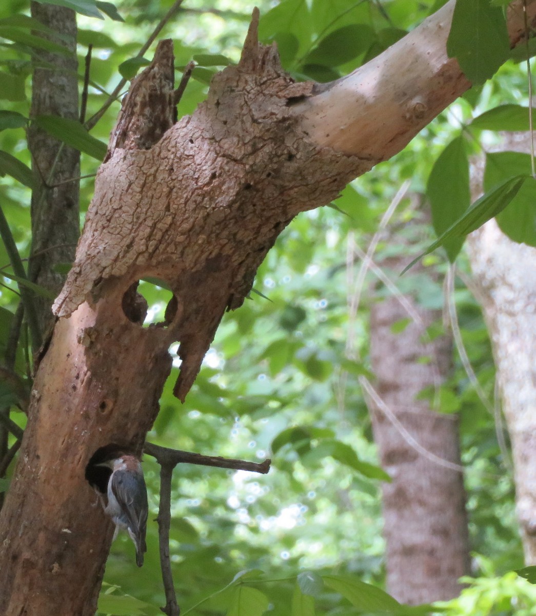 Brown-headed Nuthatch - ML610489316