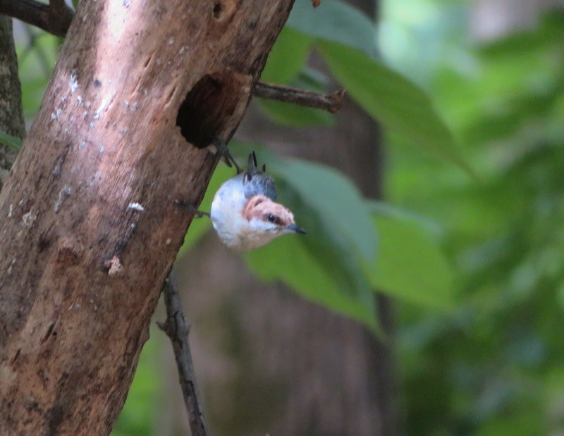 Brown-headed Nuthatch - ML610489317