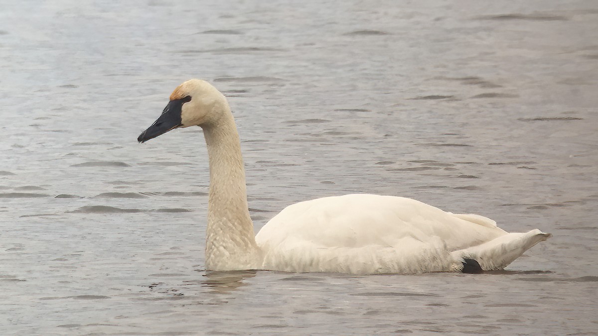 Tundra Swan - ML610489414