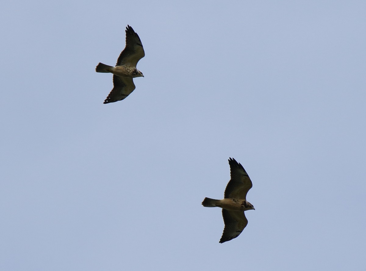 Swainson's Hawk - ML610489429