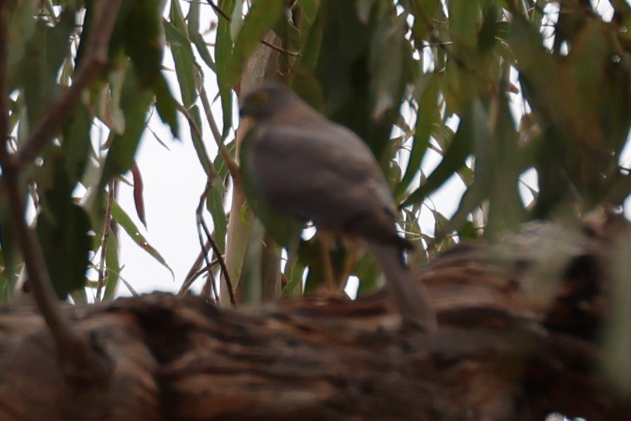 Collared Sparrowhawk - Bay Amelia Reeson