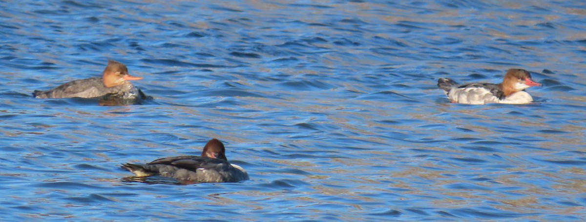 Red-breasted Merganser - ML610489454