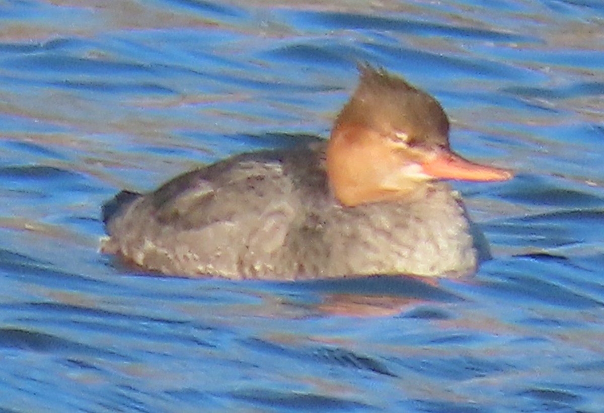 Red-breasted Merganser - ML610489455