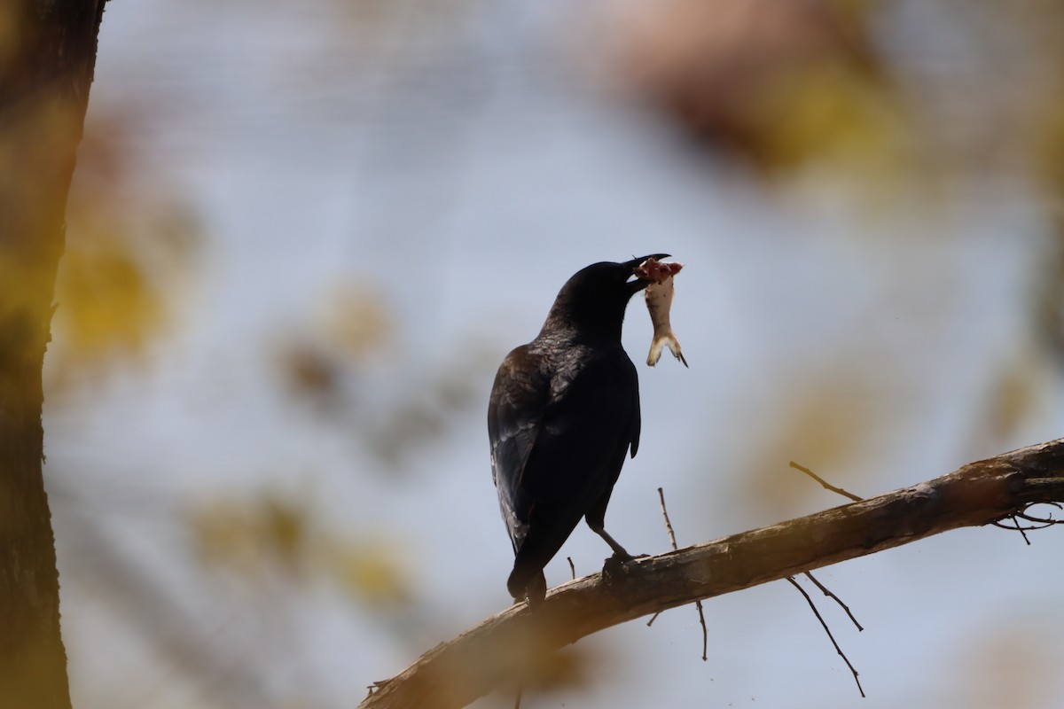 American Crow - Jo VerMulm