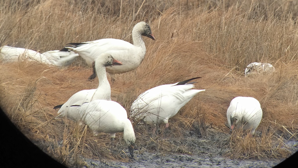 Snow Goose - ML610489757