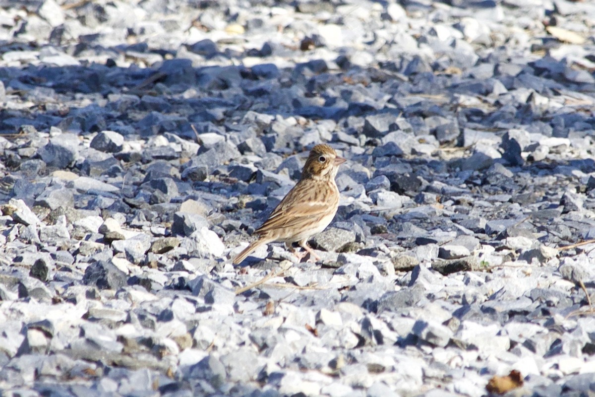 Vesper Sparrow - ML610489843