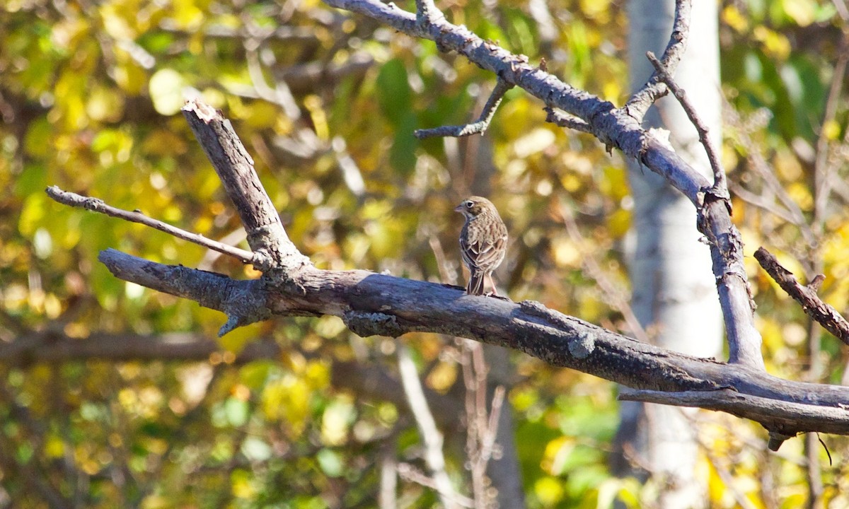 Vesper Sparrow - ML610489845