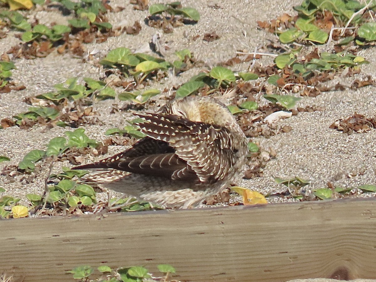 Pacific Golden-Plover - ML610489858